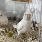 كروان اللبينو