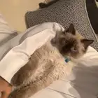 قط  همالايا سيامي