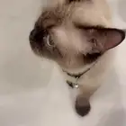 للبيع بسة هملايا
