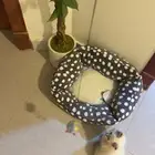 قط تبيني