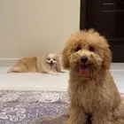 ذكر توي بودل بيور