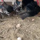 رومي فاخر عمر حول السنه
