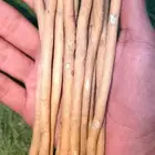 مساويك طازج وحار