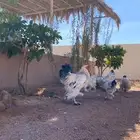 دجاج براهما فرنسي كولمبي الدجاج طيب وانتاج تفريخ مهو فقاسه