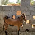 مشروع فحل فاخر