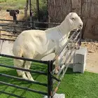 فحل حري مع درماني