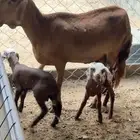 سواكنيه معه توم