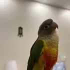 كنيور للبيع