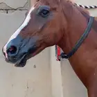 حصان سباقات
