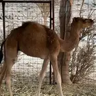 قعود العمر 5 شهور
