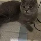قطة سكوتش ستريت بيور