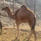 قعود