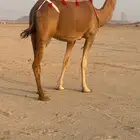ساحليه حمرا مدني رباع