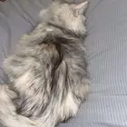 قطة شيرازي سليمة