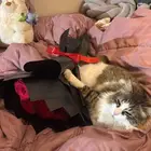 قطه شيرازي مهجن