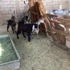 بهم للبيع