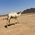 عشاير للبيع