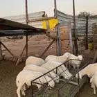 بهم حري للبيع