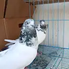 مجموعة حمام باكستاني