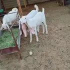 جفار