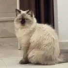 قط للتبني