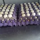 طلب بيض بلدي وحمام فرنسي كمية
