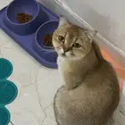 سكوتش ستريت للتبني
