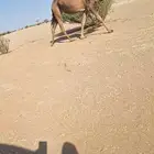 لقحة وبكار.