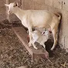 عنز معها اثنين