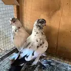 طبة لونق سبلاش