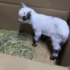 ماعز قزمي