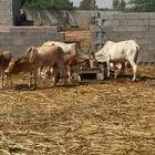 بقر مناتيج