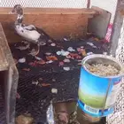 صوص بط بلدي العمر شهر