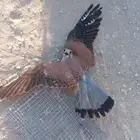 اقفاص لصيد الصقور وبعض انواع ااطيور