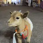 ماعز قزم