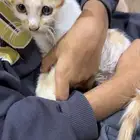 قط للتبني من يخاف الله فيها