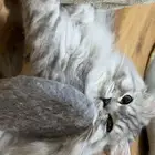 قطط ذكور للتبني