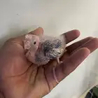 فروخ كروان هولندي(( تم البيع ))