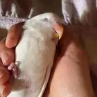 فرخ روز البينو عيون حمر