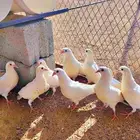 زغاليل فرنسي القاعد