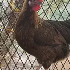 دجاج فرنسي أحمر