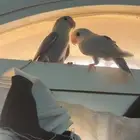 القنفذه