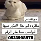 قطه مفقوده في الخرج حي الاندلس