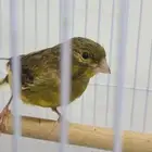 كناري للبيع