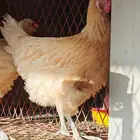 دجاج بريس الفرنسي