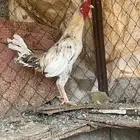 ديك للبيع