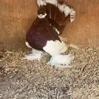 ذكر فولكا فاخر ومنتج