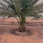 للبيع نخل سكري