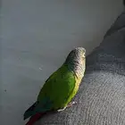 ببغاء كينور