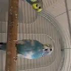 بادجي للبيع